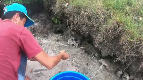 Unique Catching Mud Crab in Warm Hole