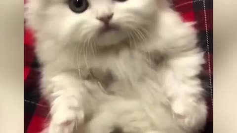 Funny and cute pets! The most adorable cat videos.