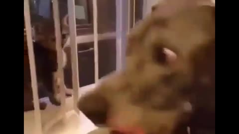 Funny and cute dogs