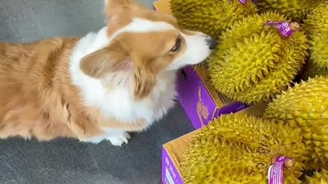 Corgi into the supermarket to give the owner choice, durian