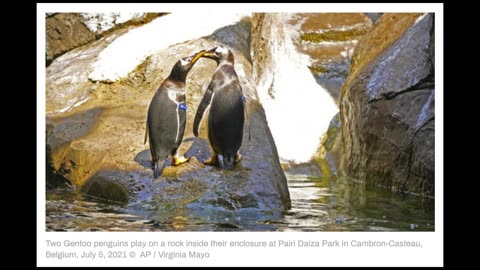 Gay Penguins to Teach Kids about Alternative Sexualities
