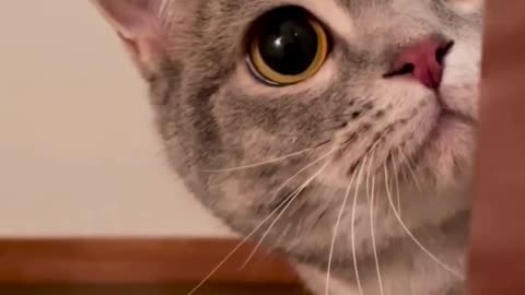 Cute cat kitten dog dog viral funnny video