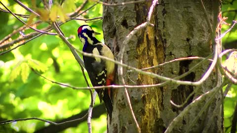 Woodpecker Pecking on a Tree