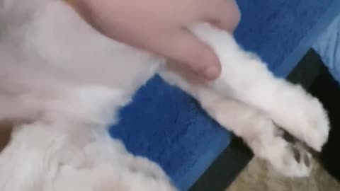 Snoopy gets a standard belly rub