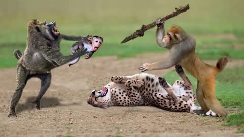 Fatal mistake when leopard despises the power of monkey! Lion, Cheetah, crocodile, Hippo, buffalo