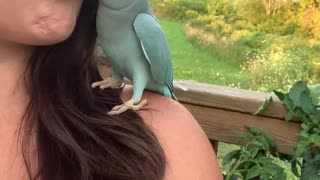 Kiwi the Blue Chicken is Well Trained and Comes When Called