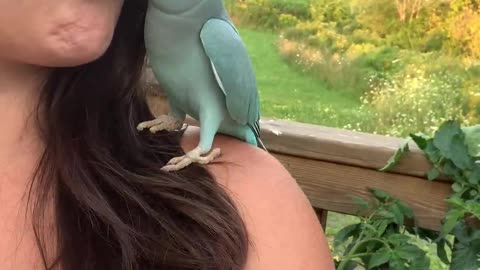 Kiwi the Blue Chicken is Well Trained and Comes When Called