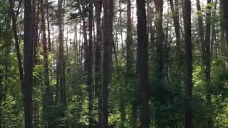 Aerial View Of Forest - Magical Forest - Drone Aerial View - No Copyright Videos