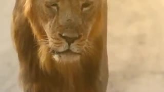AFRICAN LION CATCH ON CAMERA🦁