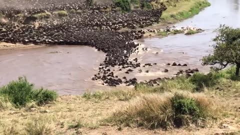 When Wildebeest migration and river crossings