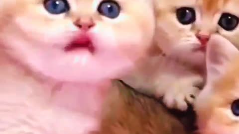 cute kitten video