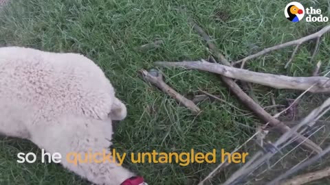 Motorcyclist Rescues Sheep Stuck in Fence | The Dodo