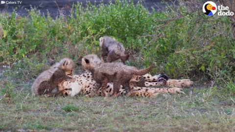 Cheetah Mom Is So Patient With Cheetah Babies | The Dodo