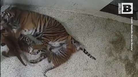 Tiger Cubs Stage Adorable "Attack" on Mom at Nashville Zoo