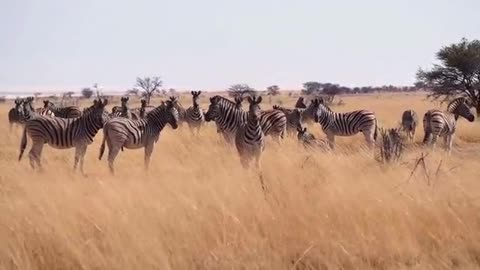 The zebra has black and white stripes all over its body. It's beautiful