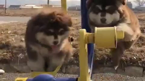 🐶Cute Dogs Swinging and Working🐾🐾