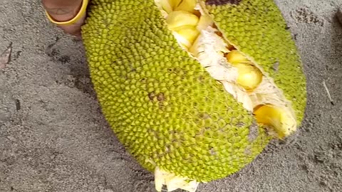 jackfruit taste of the food, once you eat it, you want to eat it again and again,