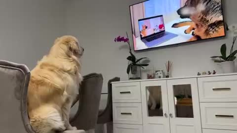 Confused Golden Retriever Recognized the German Shepherd Rocky on TV!