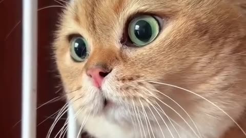Talking cute cat
