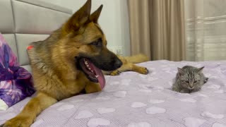 What does a German Shepherd do when a Kitten ignores him