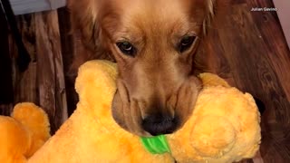Golden Retriever Service Dog Meeting Disney's Pluto Will Make You Smile