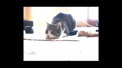 Funny cat and dog So Cute Cats#211 ♥ Best Funny Cat Videos funny cat video