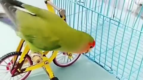 talented ring neck parrot showing his astonishing tricks