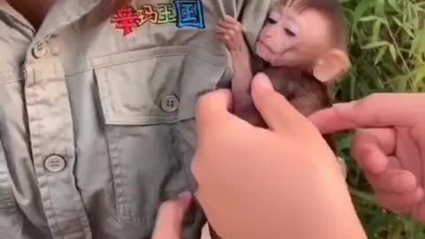 Monkey 🐒 baby love with human 💞 | Animal Lover |Animal mine
