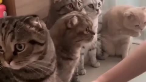 Handshake kittens