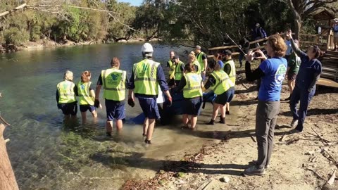Rescuers Release Dozen Orphaned Manatees Back To The Wild In A Single Day 4