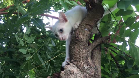 The cat can't climb the tree