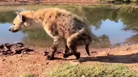 Chief It's urgent to go to ortho and have a look at it hyena