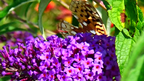 Fritillary Butterfly