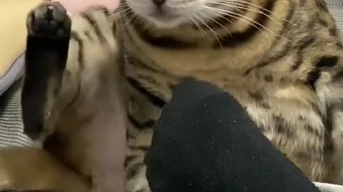 SEE MY CAT REACTION
