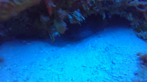 Cozumel SCUBA Diving Santa Rosa Wall Elusive Toad Fish
