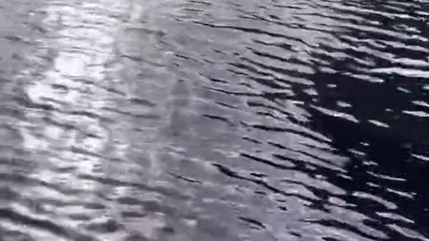 swimming calmly in the river