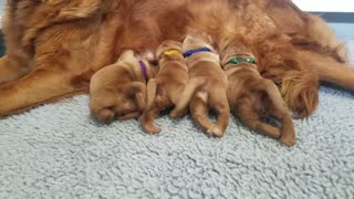 Golden Retriever puppies during mealtime will bring a smile to your face