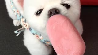 Adorable little dog enjoys delicious ice cream