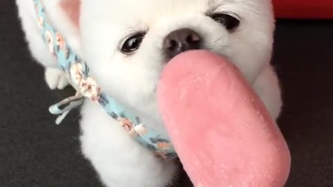 Adorable little dog enjoys delicious ice cream