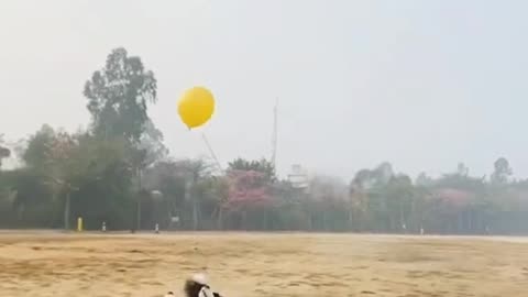 Funny animals | dogs playing balloon