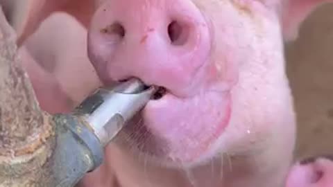 Piggy drinking water 🚿