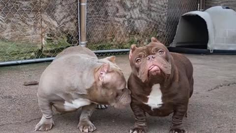 Top Quality American Bullies Micro Exotic