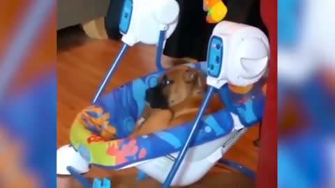 Boxer Takes a Rest in His Swing