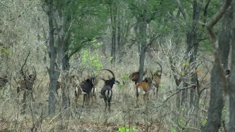 Wild Buffalo Hunting