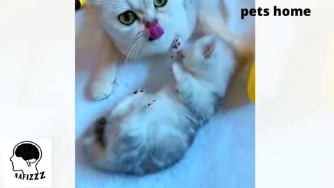 Cat funny video animals cat dog tiktok 2023 viral tending new today birds