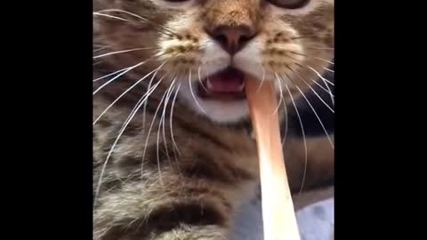 Funny cats video try to hold back Laughter