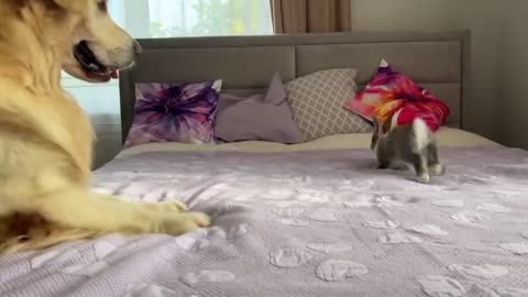 Golden Retriever Funny Reaction to Adorable Bunny