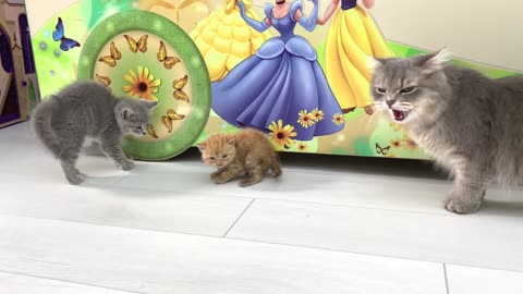 Ginger kitten's first meeting with the cat🐈 Will she feed him or not ?