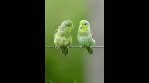 couple of birds dating