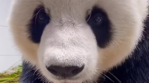 Giant Panda: immersive cat watching ~